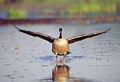 BRD 20 TK0001 01
Head On View Of Canada Goose Landing On Lake