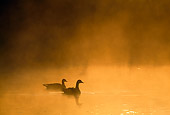 BRD 20 TK0002 01
Silhouette Of Canada Geese Paddling On Misty Lake At Sunset