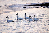 BRD 21 DA0001 01
Five Trumpeter Swans Wading In River At Sunrise, Missouri