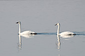 BRD 21 DA0002 01
Two Trumpeter Swans Wading In River, Missouri