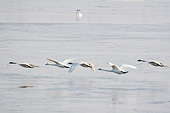 BRD 21 DA0003 01
Five Trumpeter Swans In Flight Over River, Missouri