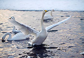 BRD 21 GL0001 01
Whooper Swan Flapping Wings On Surface Of Water