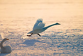 BRD 21 GL0002 01
Whooper Swan Taking Off From Water At Dusk Japan