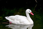 BRD 21 KH0006 01
Coscoroba Swan Wading In Still Water Patagonia, Argentina