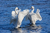 BRD 21 LS0002 01
Two Trumpeter Swans Beating Wings In Courting Behavior In Water