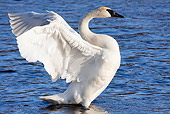BRD 21 LS0003 01
Trumpeter Swan Stretching In Shallow Water