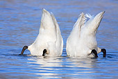 BRD 21 LS0004 01
Two Trumpeter Swans Bobbing Underwater To Feed