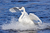 BRD 21 LS0005 01
Trumpeter Swan Landing On Surface Of Water