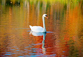 BRD 21 LS0006 01
Mute Swan Swimming In Water Reflecting Autumn Trees, Connecticut
