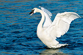 BRD 21 LS0007 01
Trumpeter Swan Stretching Wings On Mississippi River, Minnesota
