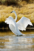 BRD 21 MC0001 01
Trumpeter Swan Preening And Flapping Wings In River Yellowstone National Park