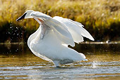 BRD 21 MC0002 01
Trumpeter Swan Preening And Flapping Wings In River Yellowstone National Park