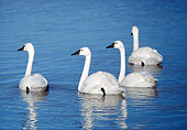 BRD 21 RK0003 04
A Flock Of White Swans Swimming In Water