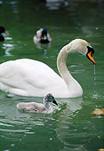 BRD 21 RK0005 09
White Swans With Cygnets In Water