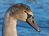 BRD 21 WF0001 01
Head Shot Of Young Mute Swan By Water