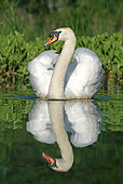 BRD 21 WF0002 01
Portrait Of Mute Swan Male On Water