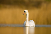 BRD 21 WF0003 01
Portrait Of Mute Swan On Pond In Winter