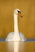 BRD 21 WF0004 01
Portrait Of Mute Swan On Pond In Winter