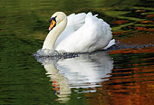 BRD 21 WF0005 01
Mute Swan Swimming In Lake With Reflection Of Autumn Leaves