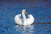 BRD 21 WF0006 01
Mute Swan Male Displaying On Water