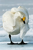 BRD 21 KH0001 01
Whooper Swan Standing On Ice With Head Underneath Wing