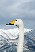 BRD 21 KH0002 01
Whooper Swan Head Shot