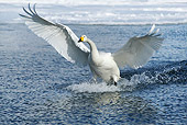 BRD 21 KH0003 01
Whooper Swan Landing In Water