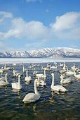 BRD 21 KH0004 01
Flock Of Whooper Swans In Water By Mountains