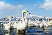 BRD 21 KH0005 01
Flock Of Whooper Swans In Water By Mountains