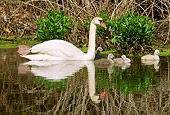 BRD 21 LS0001 01
Mute Swan Mother Swimming Along Reeds With Four Cygnets