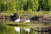 BRD 21 TL0001 01
Two Trumpeter Swans Resting On Isand In Lake