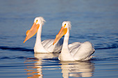 BRD 22 DA0001 01
Two American White Pelicans Wading In River, Missouri