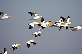 BRD 22 DA0002 01
Flock Of American White Pelicans Flying Over Riverlands, Missouri