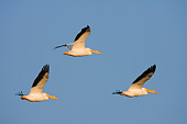 BRD 22 DA0003 01
Three American White Pelicans Flying Over Riverlands, Missouri