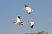 BRD 22 GL0001 01
Great White Pelicans Flying Over Lake Nakuru, Kenya