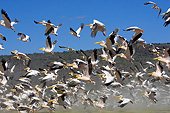BRD 22 GL0002 01
Flock Of Great White Pelicans Taking Off At Lake Nakuru, Kenya