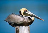 BRD 22 GR0001 01
Brown Pelican Resting On Wooden Post
