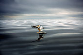 BRD 22 JE0002 01
White Pelican Landing In Water Africa