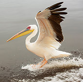 BRD 22 JE0003 01
White Pelican Landing In Water Africa