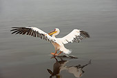 BRD 22 JE0004 01
White Pelican Landing In Water Africa