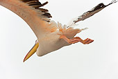 BRD 22 JE0005 01
White Pelican Flying In Sky Africa