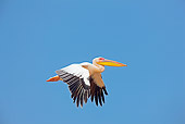 BRD 22 JE0006 01
White Pelican Flying In Blue Sky Africa