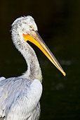 BRD 22 KH0002 01
Head Shot Of Dalmatian Pelican Greece
