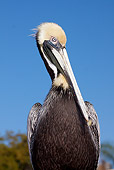 BRD 22 LS0004 01
Eastern Brown Pelican In Breeding Plumage Sitting Against Blue Sky