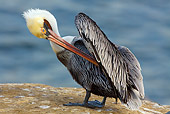 BRD 22 LS0005 01
California Brown Pelican Preening On Rocky Cliffs Above Pacific Ocean