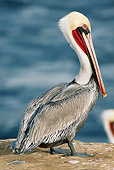 BRD 22 LS0006 01
California Brown Pelican Standing On Rocky Cliffs Above Pacific Ocean