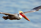 BRD 22 LS0007 01
California Brown Pelican Flying Above Pacific Ocean