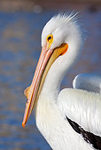 BRD 22 LS0008 01
Portrait Of American White Pelican Sitting By Lake