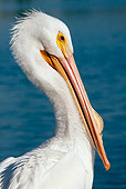 BRD 22 LS0009 01
Portrait Of American White Pelican Sitting By Lake