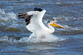 BRD 22 LS0010 01
American White Pelican In Faded Breeding Plumage Catching Fish